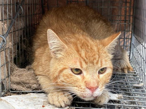 HELLMAN 13, Adult Domestic Short Hair (medium coat), cat for adoption in Westminster, California