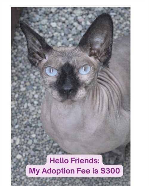 picture of the cat needing adoption