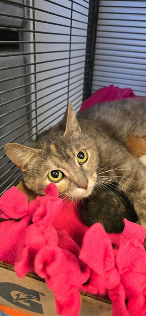 UNKNOWN, Adult Domestic Short Hair (medium coat), cat for adoption in Westminster, California