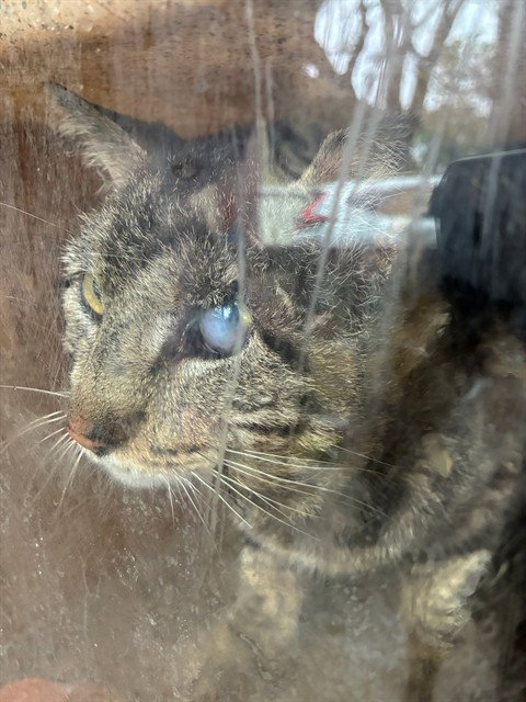 A778500, Adult Domestic Short Hair (medium coat), cat for adoption in Westminster, California