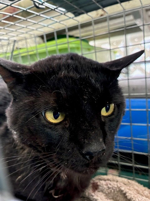 picture of the cat needing adoption