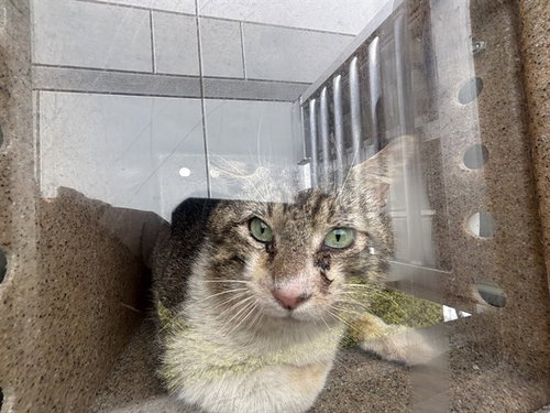 HELLMAN 14, Adult Domestic Short Hair (medium coat), cat for adoption in Westminster, California