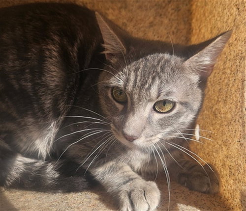 GRAYSON, Young Domestic Short Hair (medium coat), cat for adoption in Westminster, California