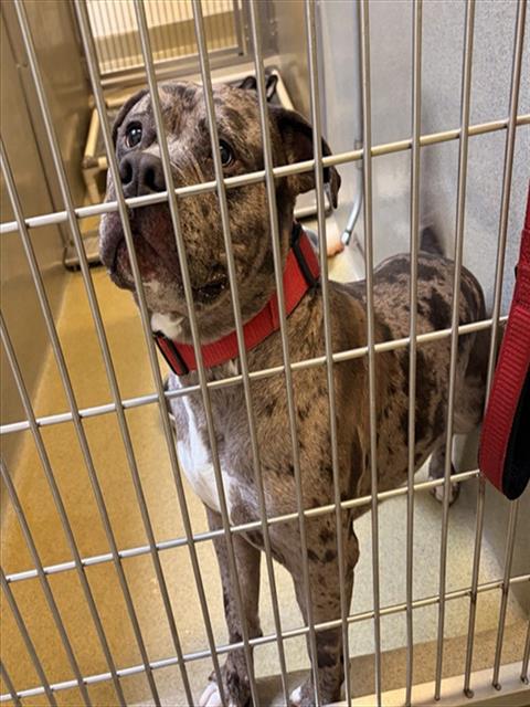 MAVERICK - Pit Bull Terrier available for adoption