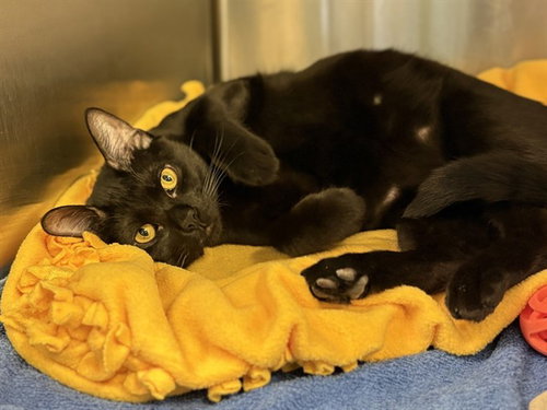 TADASHA, Young Domestic Short Hair (medium coat), cat for adoption in Westminster, California