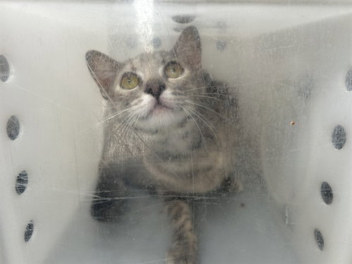 FOOTHILL 1, Adult Domestic Short Hair (medium coat), cat for adoption in Westminster, California
