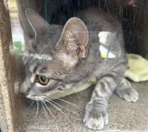 FOOTHILL 7, Adult Domestic Short Hair (medium coat), cat for adoption in Westminster, California
