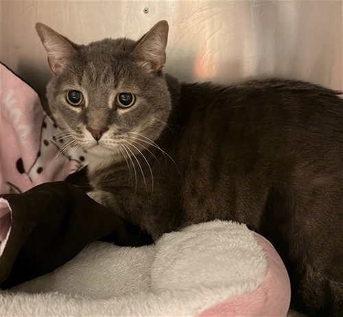 KITTY, Senior Domestic Medium Hair (medium coat), cat for adoption in Westminster, California