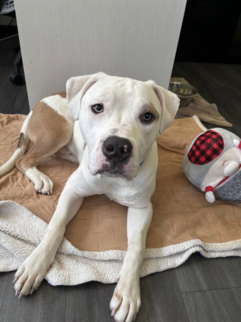 MR. WORLDWIDE, an adoptable Pit Bull Terrier in Rancho Cucamonga, CA