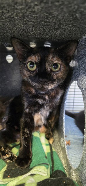 MOM, Adult Domestic Short Hair (medium coat), cat for adoption in Westminster, California