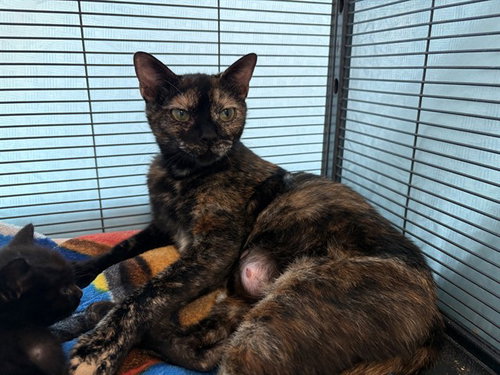 MOM, Adult Domestic Short Hair (medium coat), cat for adoption in Alhambra, California