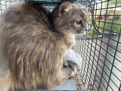 FOOTHILL 18, Adult Domestic Medium Hair (medium coat), cat for adoption in Westminster, California