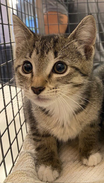 UNKNOWN, Baby Domestic Short Hair (medium coat), cat for adoption in Westminster, California