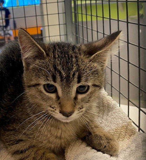 UNKNOWN, Baby Domestic Short Hair (medium coat), cat for adoption in Westminster, California
