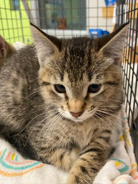 UNKNOWN, Baby Domestic Short Hair (medium coat), cat for adoption in Westminster, California