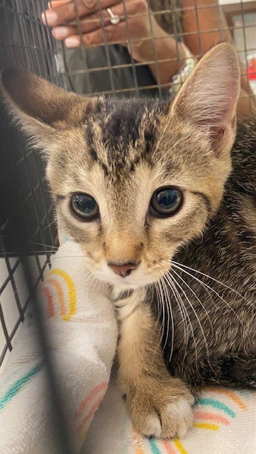 UNKNOWN, Baby Domestic Short Hair (medium coat), cat for adoption in Westminster, California
