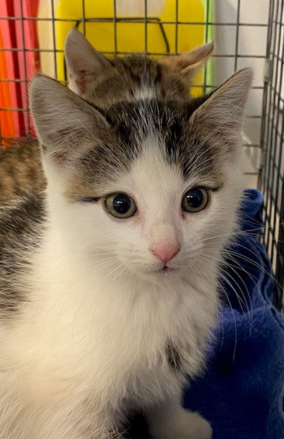 UNKNOWN, Baby Domestic Short Hair (medium coat), cat for adoption in Westminster, California