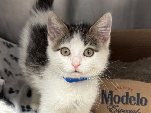 KIT, Baby Domestic Short Hair (medium coat), cat for adoption in Alhambra, California