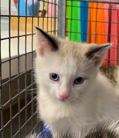 UNKNOWN, Baby Snowshoe (medium coat), cat for adoption in Westminster, California