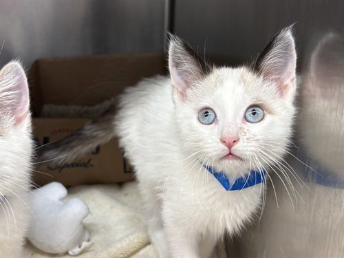 CABOODLE, Baby Snowshoe (medium coat), cat for adoption in Alhambra, California