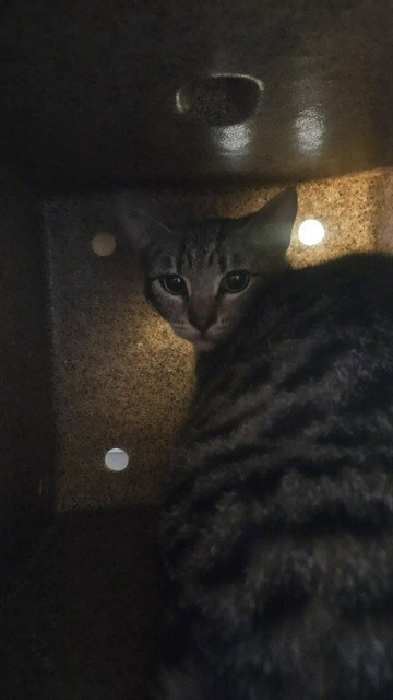 FOOTHILL, Adult Domestic Short Hair (medium coat), cat for adoption in Westminster, California