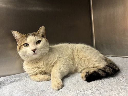 A778669, Young Domestic Short Hair (medium coat), cat for adoption in Westminster, California