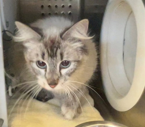 HELLMAN 2, Adult Domestic Long Hair (medium coat), cat for adoption in Westminster, California