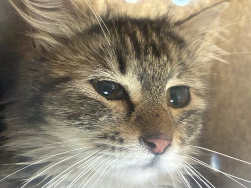 HELLMAN 15, Adult Domestic Medium Hair (medium coat), cat for adoption in Westminster, California