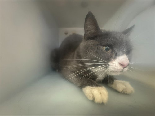 HELLMAN 19, Adult Domestic Short Hair (medium coat), cat for adoption in Brea, California