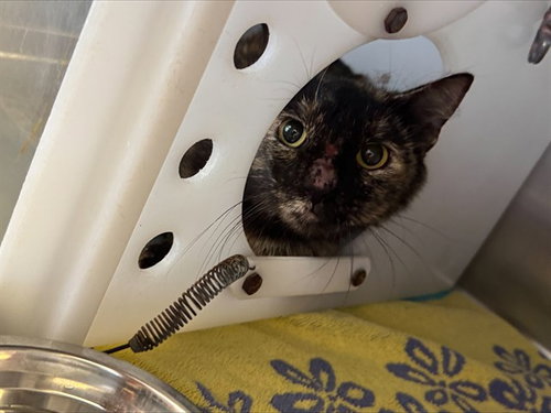 HELLMAN 18, Adult Domestic Short Hair (medium coat), cat for adoption in Brea, California