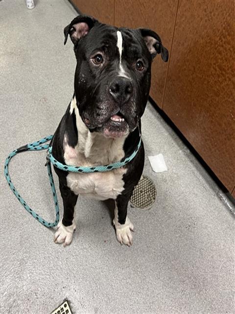 ROCKO, an adoptable American Bulldog in Rancho Cucamonga, CA