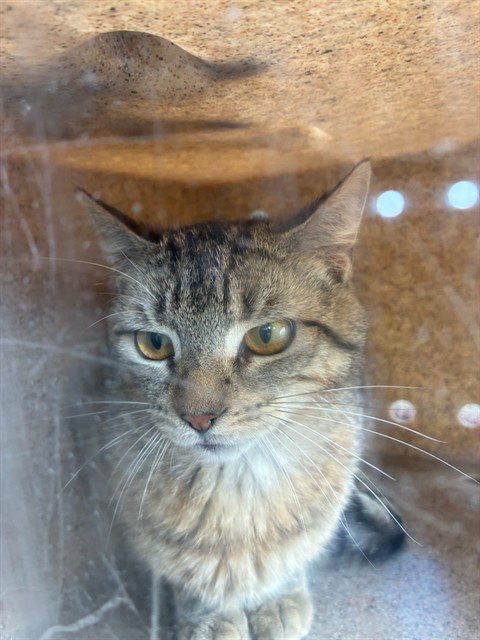 KONOCTI 8, Adult Domestic Short Hair (medium coat), cat for adoption in Alhambra, California