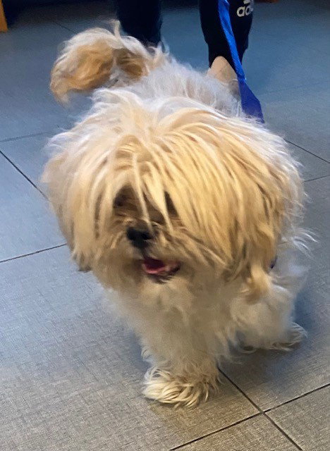 UNKNOWN, an adoptable Shih Tzu in Rancho Cucamonga, CA
