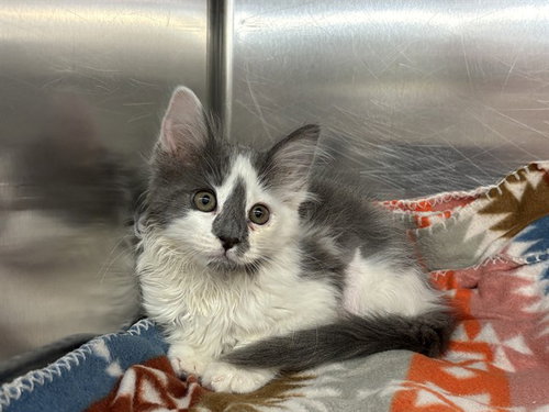 PHOENIX, Baby Domestic Long Hair (medium coat), cat for adoption in Alhambra, California