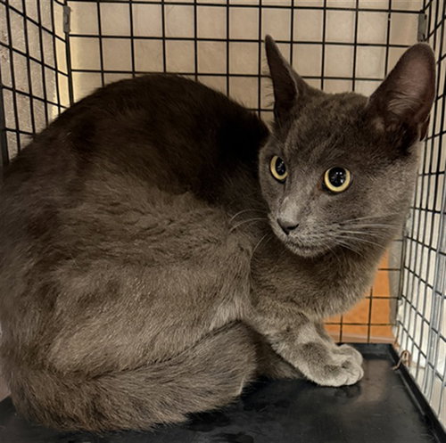STARBIE - Domestic Short Hair available for adoption