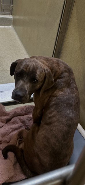 FINN - Cane Corso Mastiff / Pit Bull Terrier available for adoption