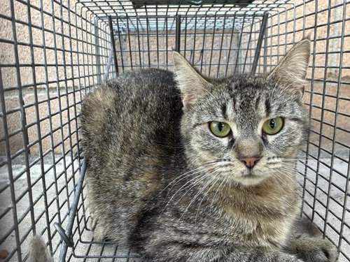 KONOCTI 12, Adult Domestic Short Hair (medium coat), cat for adoption in Alhambra, California