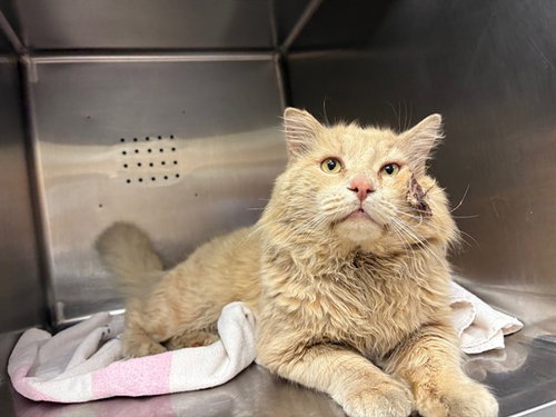HAYMITCH, Adult Domestic Short Hair (medium coat), cat for adoption in Alhambra, California