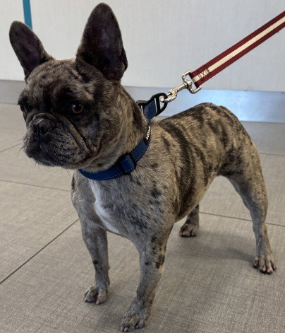 UNKNOWN, an adoptable French Bulldog in Rancho Cucamonga, CA