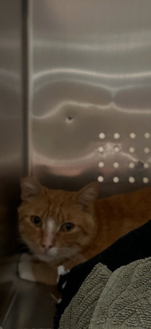 RUSTY, Adult Domestic Short Hair (medium coat), cat for adoption in Alhambra, California