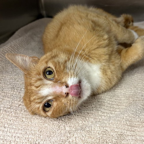 RUSTY - Domestic Short Hair available for adoption