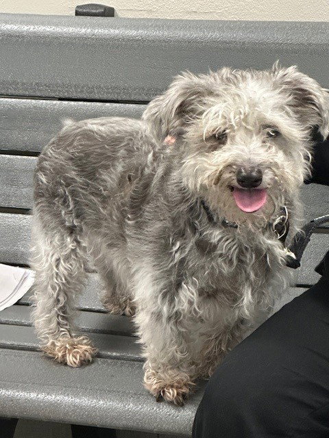 JORDY, an adoptable Miniature Schnauzer in Rancho Cucamonga, CA