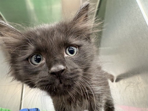 BINX, Baby Domestic Short Hair (medium coat), cat for adoption in Alhambra, California