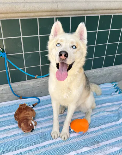 Balto - Siberian Husky