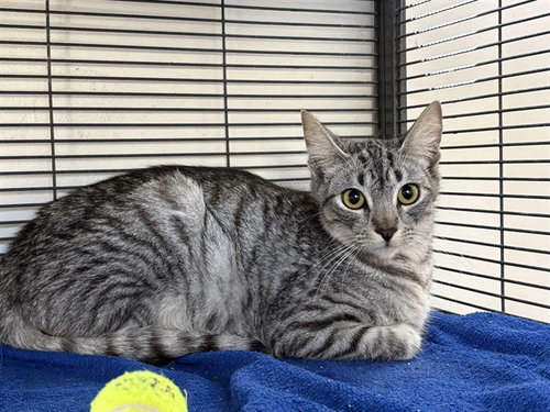 CULINARY 1, Young Domestic Short Hair (medium coat), cat for adoption in Alhambra, California