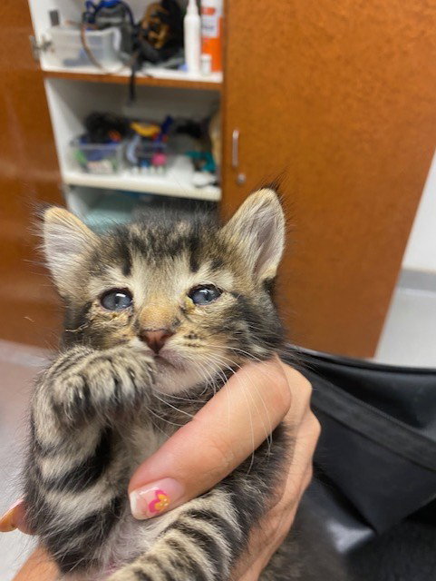 TIGER, Baby Domestic Short Hair (medium coat), cat for adoption in Alhambra, California