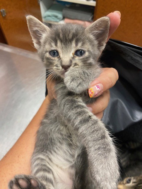 SNOW LEOPARD, Baby Domestic Short Hair (medium coat), cat for adoption in Alhambra, California