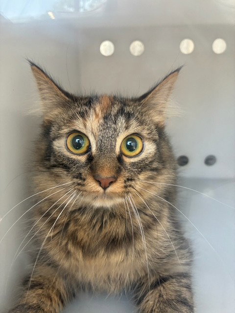 CHURCH 2, Young Domestic Medium Hair (medium coat), cat for adoption in Alhambra, California