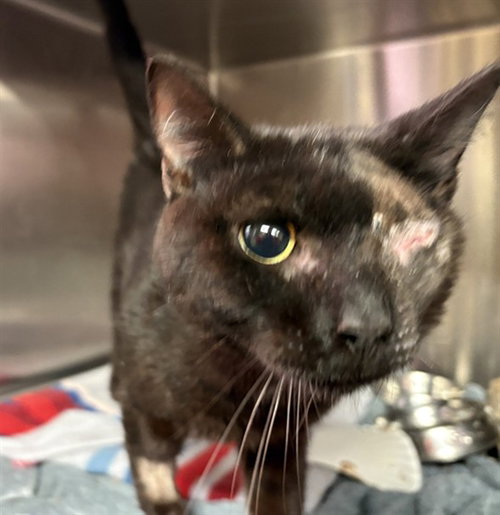 PATCHY, Adult Domestic Short Hair (medium coat), cat for adoption in Paramount, California