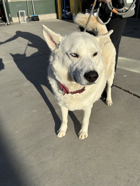 HENDRIX - Siberian Husky available for adoption
